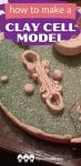 Learn how to create a clay cell model. It's easy and fun to do and can be completed in 1 to 2 days!