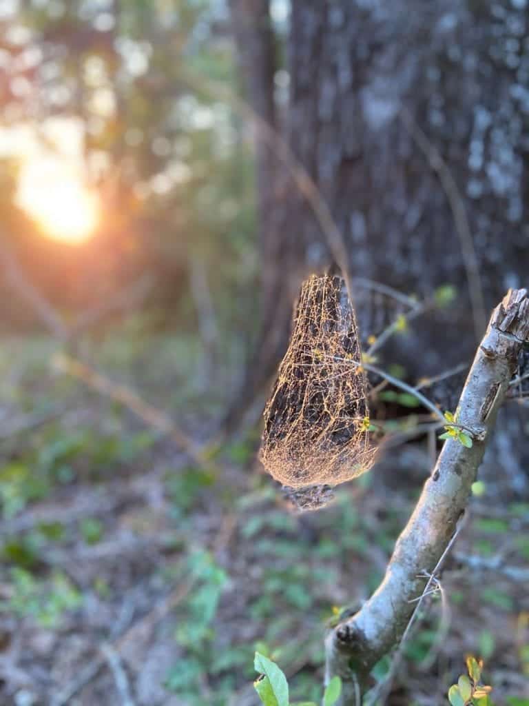 spider web