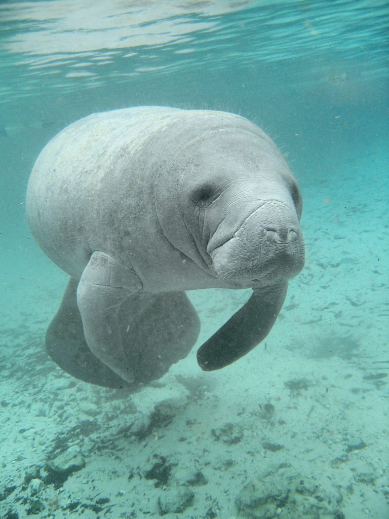 Join Us to Study and Swim With Manatees in Crystal River, Florida