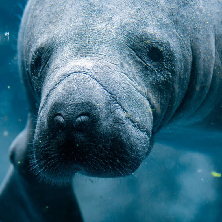 swim with manatees packing list