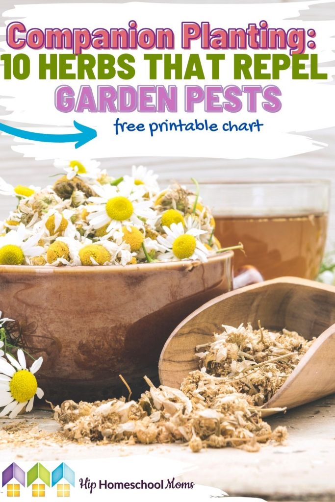 Garden pests can be a problem when it comes to growing a successful garden. Try companion planting with these herbs that repel garden pests.