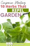 Garden pests can be a problem when it comes to growing a successful garden. Try companion planting with these herbs that repel garden pests.