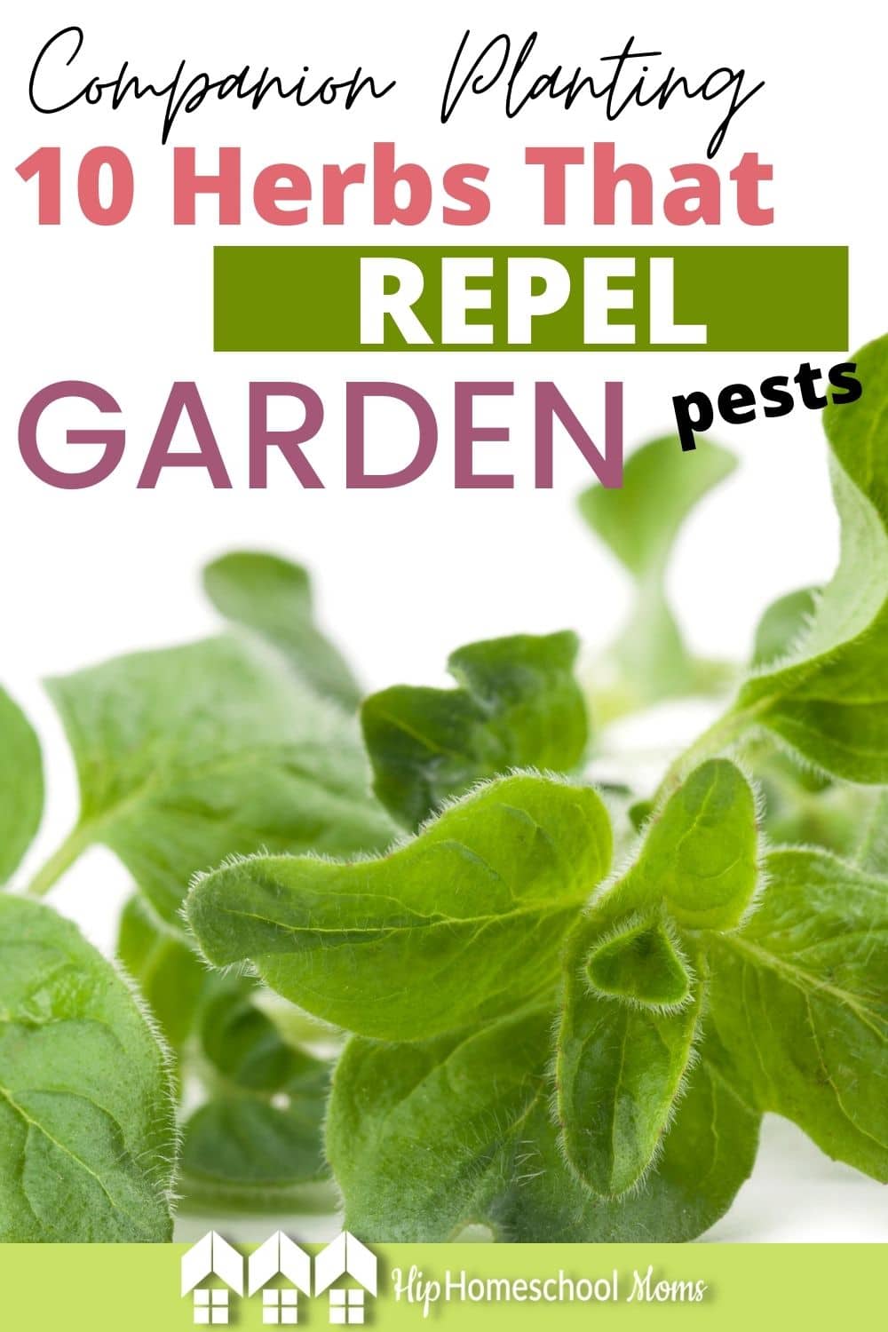 Companion Planting 10 Herbs That Repel Garden Pests Hip Homeschool Moms