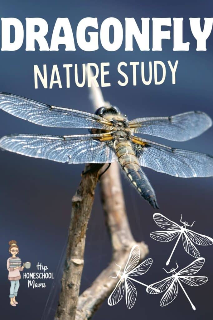 Dragonfly Nature Study