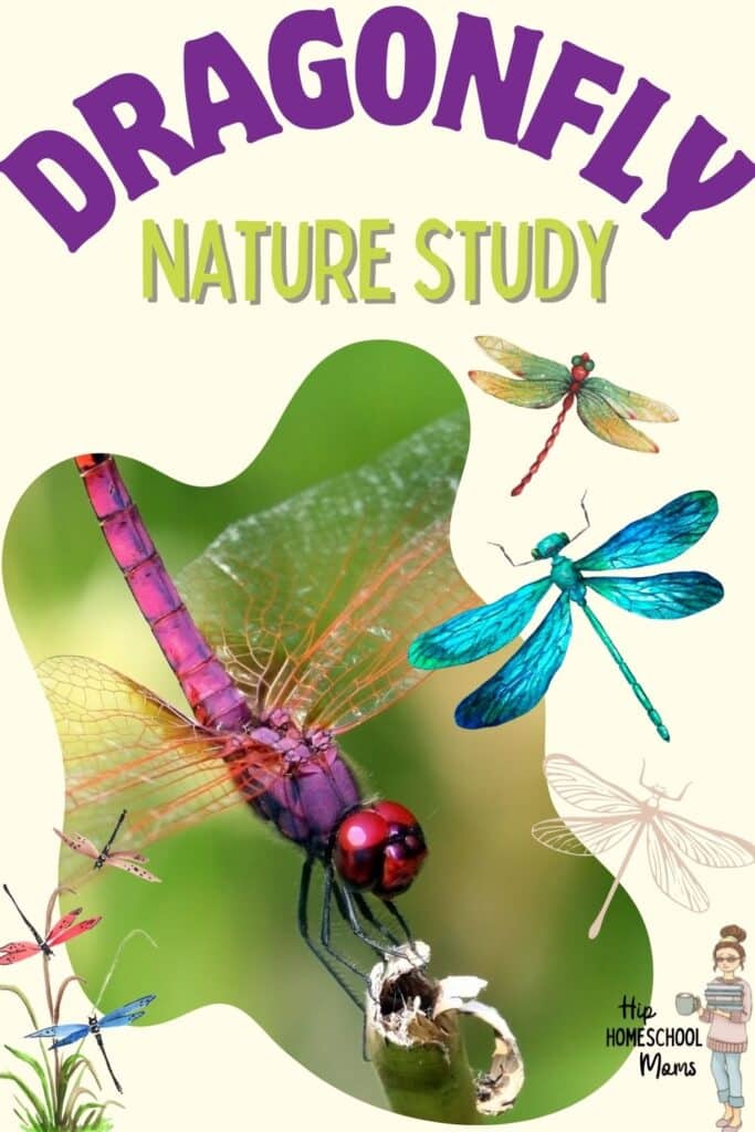 Dragonfly Nature Study