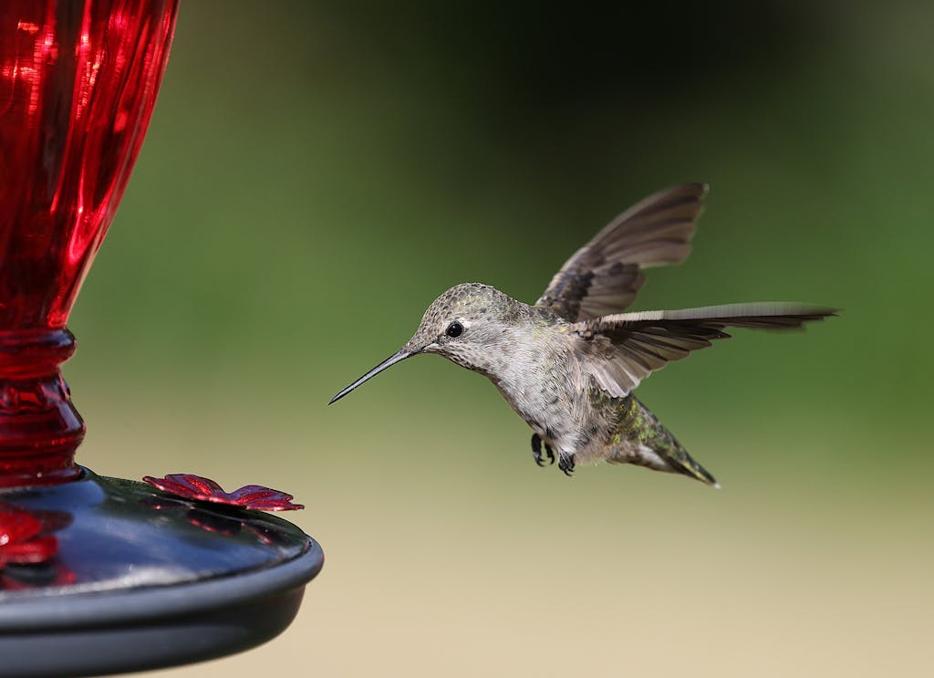Anna's Hummingbird